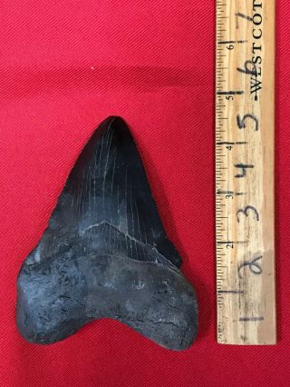 Ancient Museum Prepped Megalodon Shark Tooth - 23/3.  6 Million Years Old - Rrmtr1