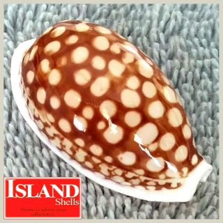 Big Gem Cypraea Cribraria 18 35.  9mm Gorgeous Beauty From The Philippines