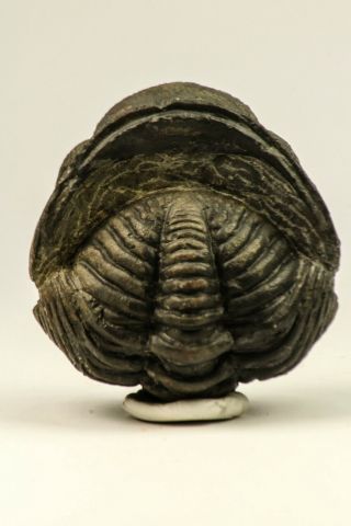 C55 - Rolled 2.  60 Inch Drotops armatus Middle Devonian Trilobite 2