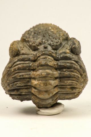 C51 - Rolled 2.  46 Inch Drotops Armatus Middle Devonian Trilobite Great Prep