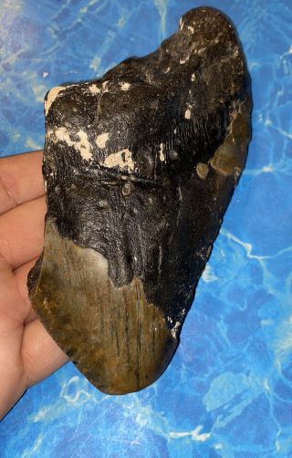 Huge 5.  91” Megalodon Shark Tooth Teeth Big Fossil Meg Scuba Diver Direct 1201