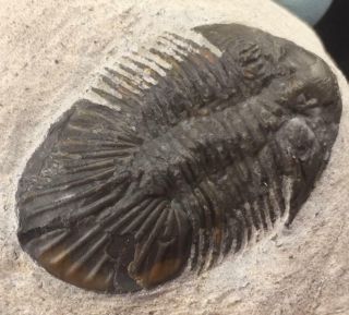 Detailed Scutellum Trilobite Fossil From Morocco (s6)