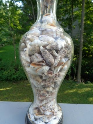 Vintage CHAPMAN Glass Sea Shell Lamp 1970 ' s - Needs Re - Wiring 2