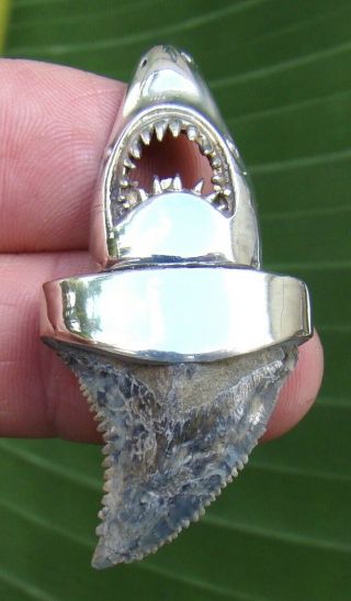 Venice Beach - Hemipristis Shark Tooth Necklace - 1 & 3/8 In.  Sterling Silver
