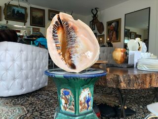 As Found Huge 11 - 1/4 " Neat 3lb.  12oz.  Orange Pink Queen Conch Sea Shell