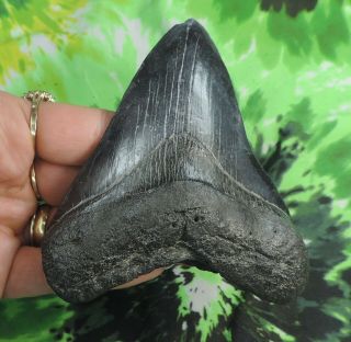 Megalodon Sharks Tooth 4 5/16  Inch No Restorations Fossil Shartks Teeth Tooth