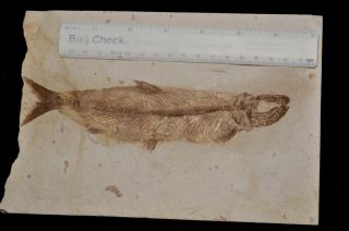 Fossil Fish - Anaethalion Angustus From Germany