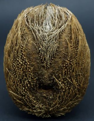 With spines Breynia australasiae 82.  5 mm NW Australia sea urchin heart urchin 2