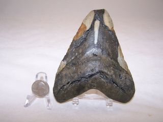 5.  47 Inch / 12.  4 Oz / Megalodon Fossil Shark Tooth Teeth / No Restoration / A4