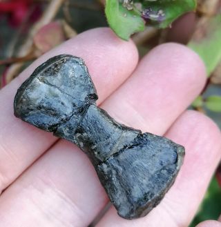 Rare Jurassic Fossil Plesiosaur Phalange Paddle Digit Bone,  Lyme Regis 3