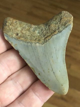 15 Huge 3 1/8 " Megalodon Giant Shark Tooth Teeth Extinct Fossil Megladon