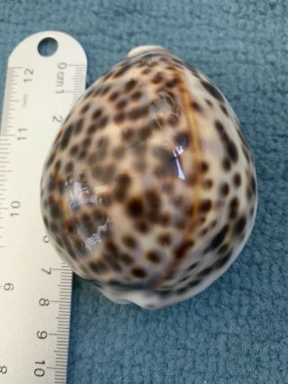 Tiger Cowrie (cypraea Tigris) Shell Yellow/golden Color In Its Back Unique Beauty