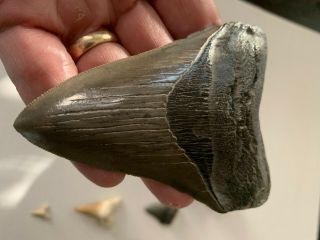 Megalodon Shark Teeth 4.  21 " Serrated,  Additional Teeth And Other Fossils.