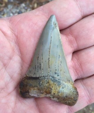 Massive Xxl Carcharodon Hastalis 2.  6 " Mako Great White Miocene Shark Tooth Hill