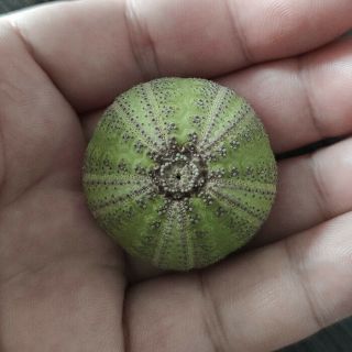 Microcyphus Olivaceus 34.  5mm Sea Urchin