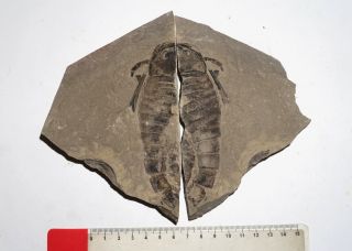 Silurian Large Sea Scorpion Eurypterus (balteurypterus) From Ukraine Fossil