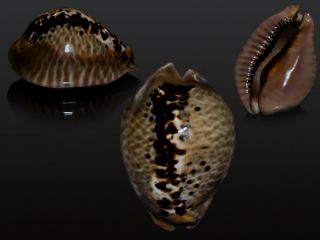 Seashell Cypraea Mus Special Color “niger” Very Big For Species 53.  9 Mm