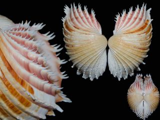Seashell Cardium Indicum Top Game For Aesthete Very Toothy 84.  4 Mm