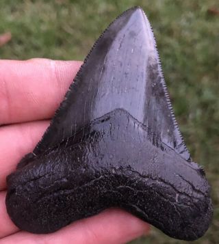 Gorgeous Serrated 3.  086 " Chubutensis Fossil Shark Tooth