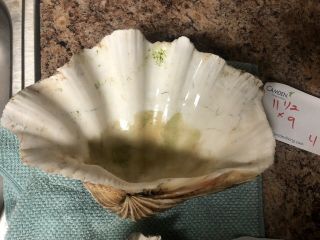 Natural Giant Clam Shell Sea Shell Tridacna Gigas 11.  5 X9 X4