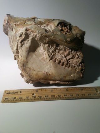 Fossil Oreodont Skull