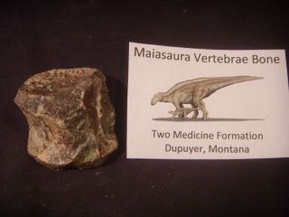 Dinosaur Bone Maiasaura Hadrosaur Vertebrae Bone Two Medicine Formation Mt,  Us
