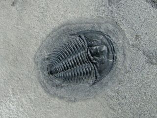 Stunning Modocia Typicalis Trilobite Fossil