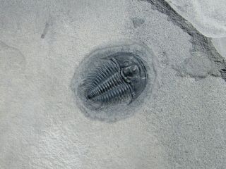 STUNNING Modocia typicalis trilobite fossil 2
