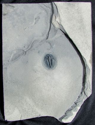 STUNNING Modocia typicalis trilobite fossil 3