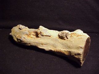 Rw 10 " Long " Petrified Wood Limb " From Mcdermitt,  Oregon Area Curved