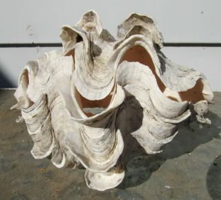 Cool Vintage Tridacna Natural Giant Whole Clam Seashell Shells