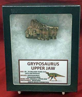 Authentic Gryposaurus Dinosaur Fossil Upper Jaw Section 3709