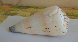 Sea shell conus Moncuri 168 mm.  length. 3