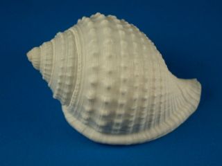 Galeodea Leucodoma,  Sculpture,  Deep Water,  49.  4mm,  China Shell