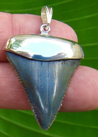Great White Shark Tooth Necklace - 1 & 1/2 In.  - Sterling Silver