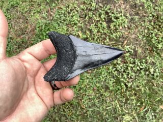 Black Serrated 3.  67 " Megalodon Tooth 100 Natural No Restoration