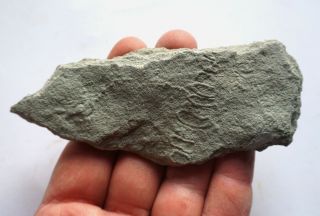 Precambrian Ediacaran Vendian Palaeopascichnus Fossil From Ukraine
