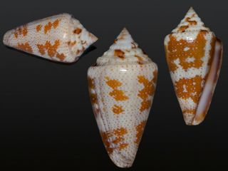 Seashell Conus Curassaviensis Exceptional Shell Rare F,  35.  9 Mm