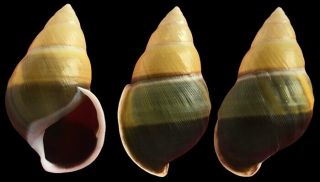 Tree Snail Amphidromus Species (shell,  Colors,  Rare)