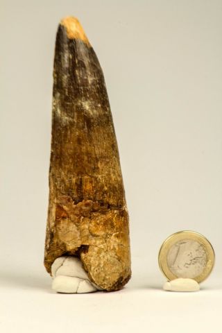 C33 - Huge Massive 4.  44 Inch Spinosaurus Dinosaur Tooth Cretaceous Kemkem Beds