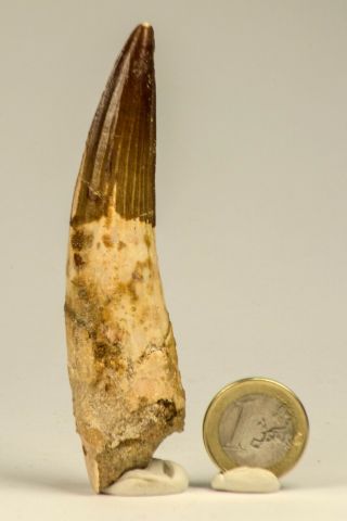 C32 - Sharp Huge Rooted 3.  99 Inch Spinosaurus Dinosaur Tooth Cretaceous Kemkem