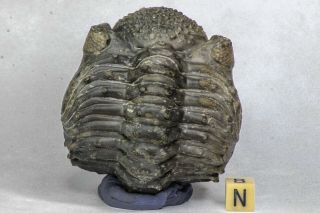 C15 - Rolled 2.  75 Inch Drotops Armatus Middle Devonian Trilobite Finest Prep