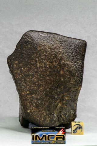 12 - Dazzling Complete Nwa Unclassified Chondrite Meteorite 330.  1g Oriented