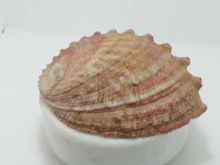 Haliotis sorenseni Bart.  2279,  168 mm,  145.  2 grams - CA LaJolla,  United States 2