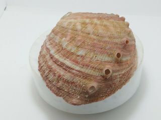 Haliotis sorenseni Bart.  2279,  168 mm,  145.  2 grams - CA LaJolla,  United States 3