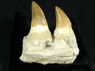 A Natural 100 Million Year Old Mosasaur Jaw Fossil With Two Teeth 176gr