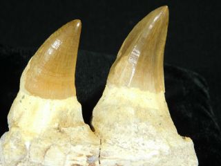 A Natural 100 Million YEAR Old Mosasaur JAW Fossil With TWO Teeth 176gr 2