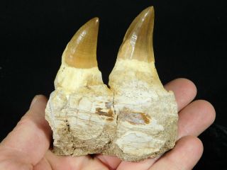 A Natural 100 Million YEAR Old Mosasaur JAW Fossil With TWO Teeth 176gr 3