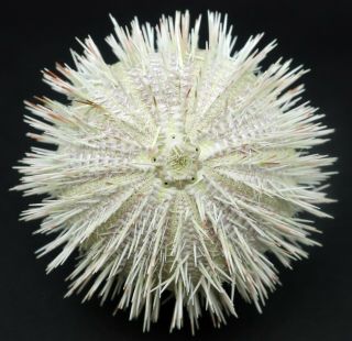 Albinistic W/spines Temnopleurus Alexandri 68.  5 Mm Sydney Australia Sea Urchin