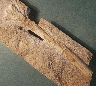 Rare 10cm Near - Complete Bird Limb Bone:dasornis Taliopica: Cretaceous,  Morocco
